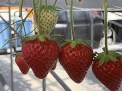 Ȃ̃iJW}t@[ ▼̗ւ̓eʐ^4