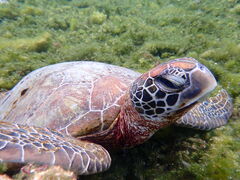 ܂񂳂nico {Óւ̓eʐ^1