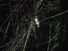 Ȃ񂳂SUNDOGSւ̓eʐ^2