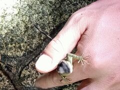 Ȃ񂳂SUNDOGSւ̓eʐ^3