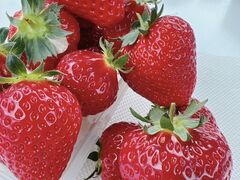 kayõx[Yt@[@FUSHIMIւ̓eʐ^1