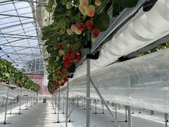 񂳂̌(䂢)t@[ւ̓eʐ^1