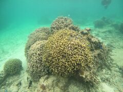 䂳̐Ί_ ADVENTURE PiPiւ̓eʐ^1