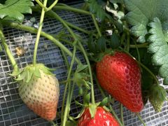 [ڂ䕉߃nEXւ̓eʐ^2