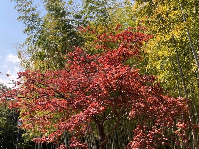 �ʕ{����_�ʕ{����