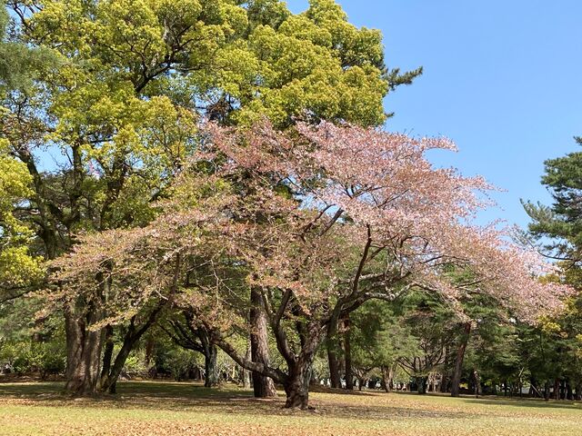 �ʕ{����_�ʕ{����