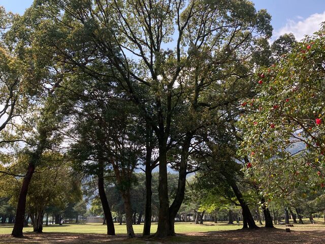 �ʕ{����_�ʕ{����