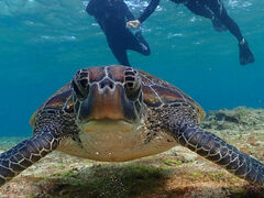 [񂳂̃I[X[Vm[P{Óւ̓eʐ^1