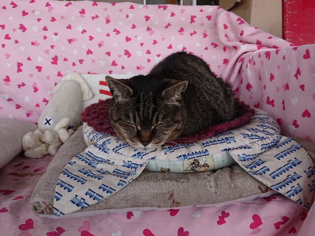 ߉ϖw̉wLBwɎBe̋܂B邾ōKȋCɂȂ܂B_߉ϖw