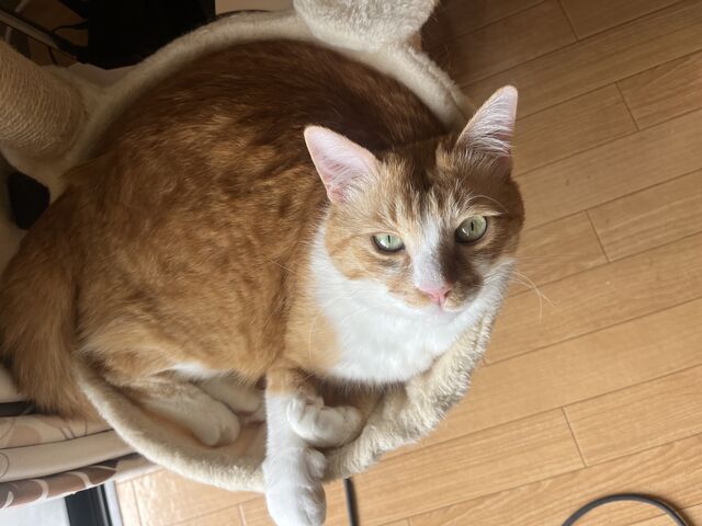 This is the subject_���q