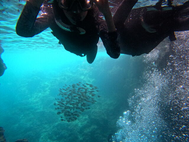 �V���m�[�P�����O_CHILL DIVE