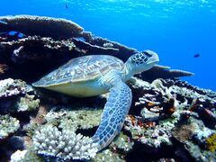 񂳂̐Ί_ ADVENTURE PiPiւ̓eʐ^1