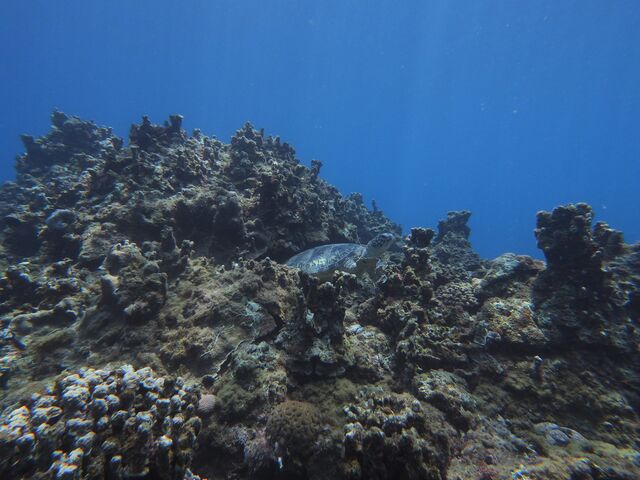 �E�~�K������ł��Ώ΁@_�_�C�r���O���J�k�[�X�蒃��