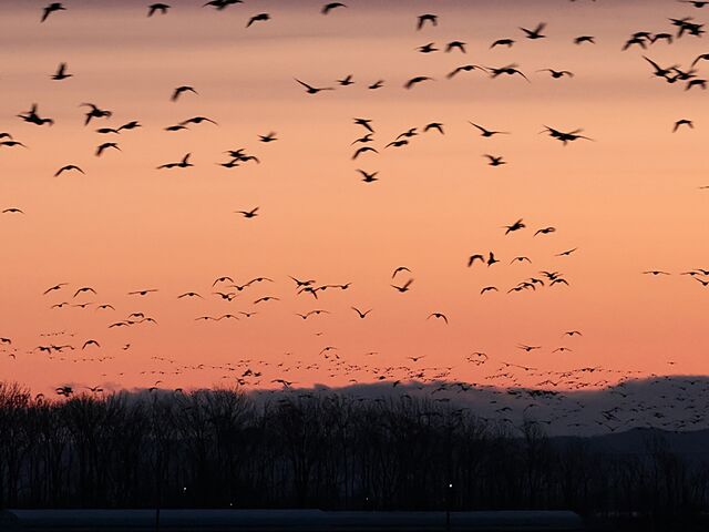 ���̚˗����i�˂��炾���j_�{���������E���n�Z���^�[