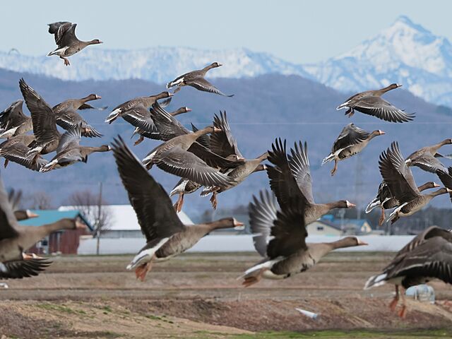 ��R�ƃ}�K��_�{���������E���n�Z���^�[