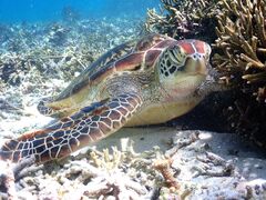 natű{blue܂ق΂ւ̓eʐ^1