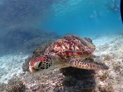 ܂̃I[X[Vm[P{Óւ̓eʐ^1