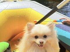 ZIGGIES ADVENTURE JAPAN̎ʐ^3