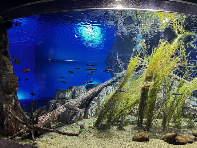 ���s���̂��鐅�����Y��ł���_�T�P�̂ӂ邳�Ɛ�ΐ�����