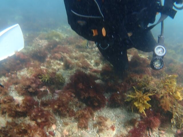 RAĂ̂T̂yłB_DiveToday