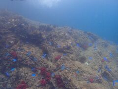 ɂς炳̃_CrOT[rXMCւ̓eʐ^2