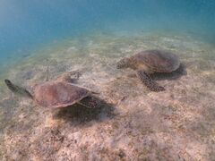 肳̋{blue܂ق΂ւ̓eʐ^1