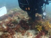 ݂قDiveToday̓eʐ^2