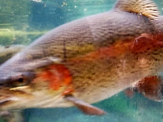 �傫�ȓ���_�����ȂƐX�̊ώ@��