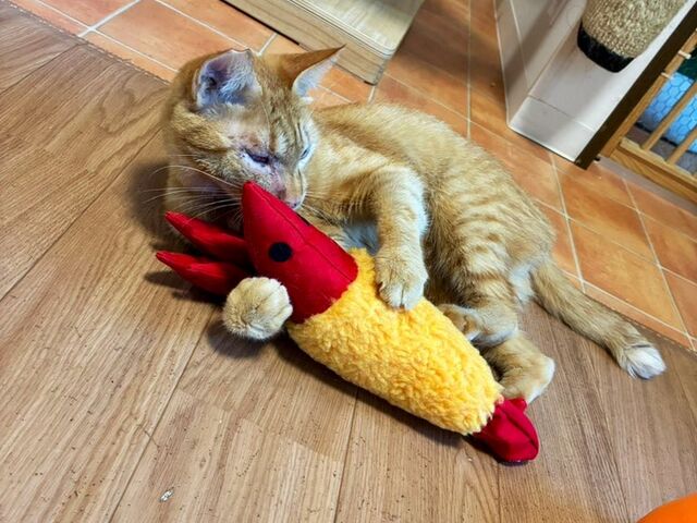 �C�V�ŗV�ԔL�����_�ی�L�J�t�FCatio