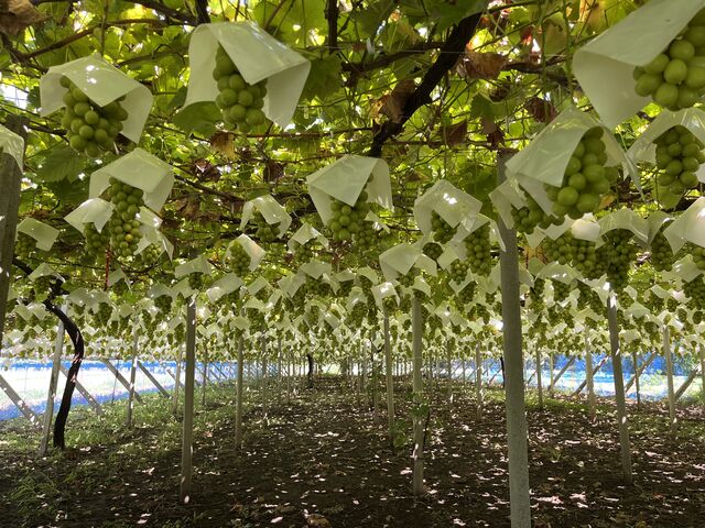 ܂NĂȂAʃVC}XJbg̔AősςłB_Mό