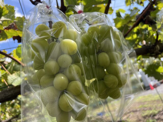 1[1[Jɑ܂ɓĂA킸ɐHׂYɊǗꂽVC}XJbgB_̍Ԃǂ