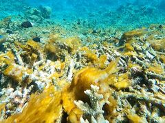 VJ̐\ ADVENTURE PiPiւ̓eʐ^1