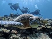 ̂肿񂳂̃_CrO`[@Ȃ̐̓eʐ^1