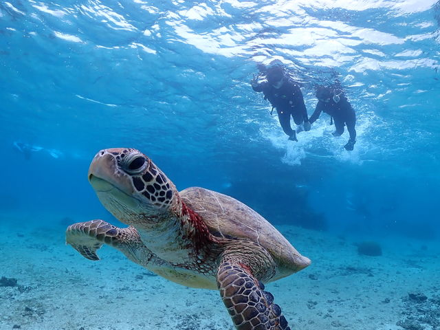 E~Kƈꏏɉj[I_Nami{Ó