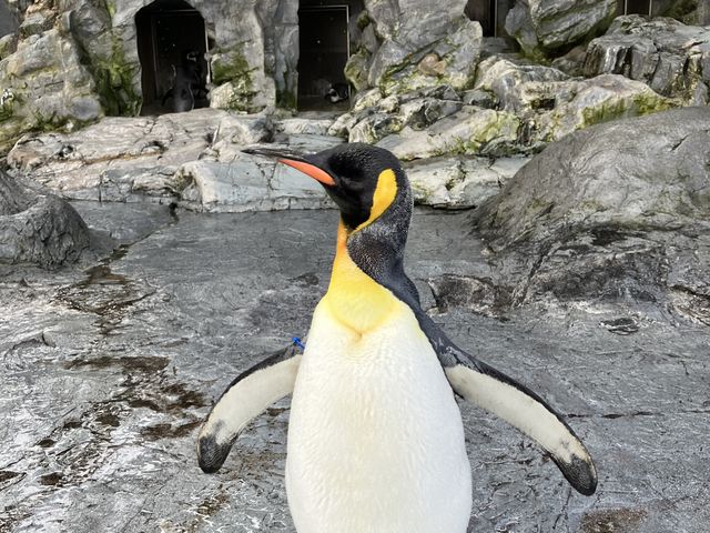 �߂��Ō��ꂽ_���R������