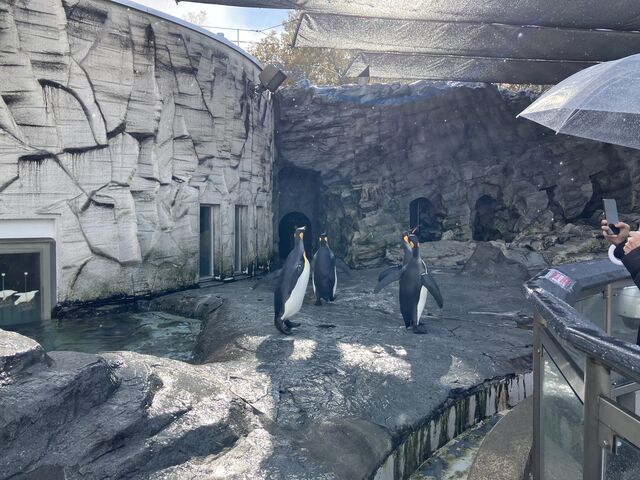 ���킢������_���R������