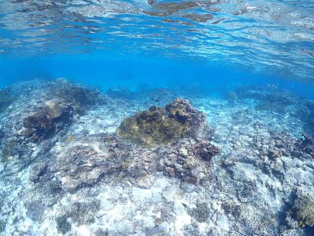 �ʐ^�̃��x���������I_Nami�{�Ó�