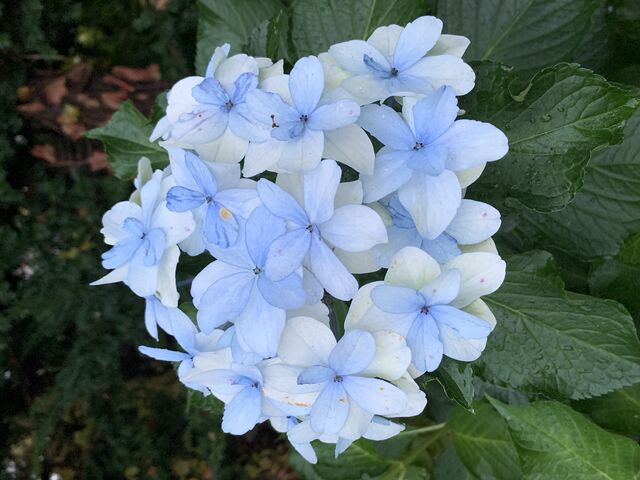 ����ɂ͎��z�Ԃ��I_���L�J��I�O��