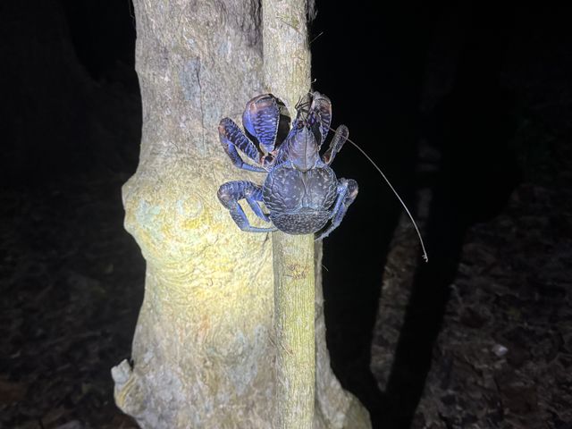 �Y��ȃ��V�K�j�I_Nami�{�Ó�