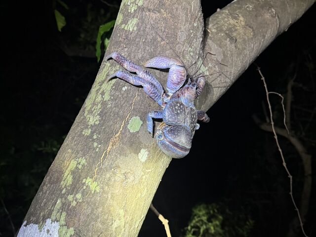 ^[RCYu[Ǝ̐FʖLȃVKj_Nami{Ó