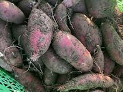 tommŷȂ߂肩ȕ_̓eʐ^1