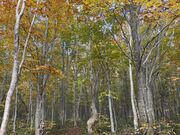 񂳂̈䍂ui񎟗т̓eʐ^1