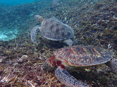 �{��blue�܂ق�΂̎ʐ^2