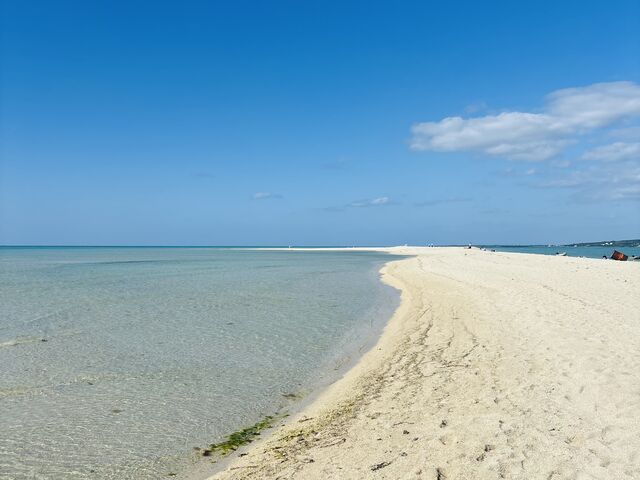 �����I�ō��̂��V�C�[�A���j�̕l�B_�{�Ã}����