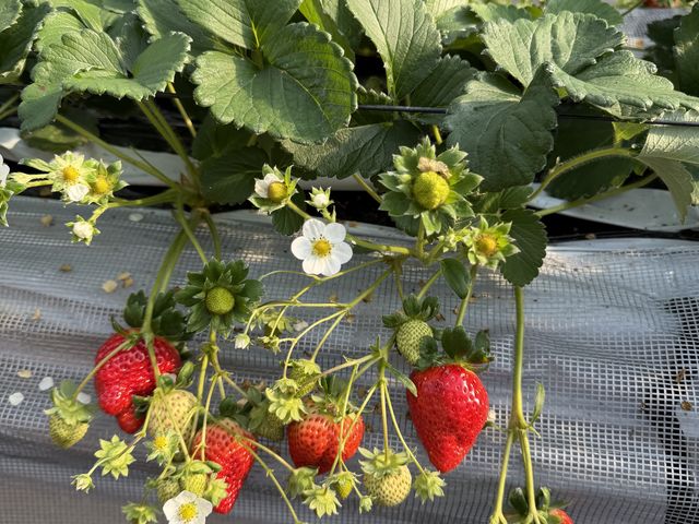 �������ł�_�͂�Ȃt�@�[��