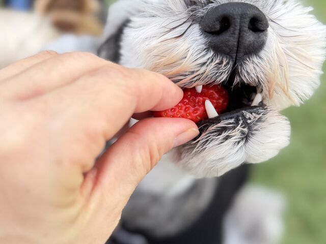 ��񂱂������ꏏ��_Strawberry Minori