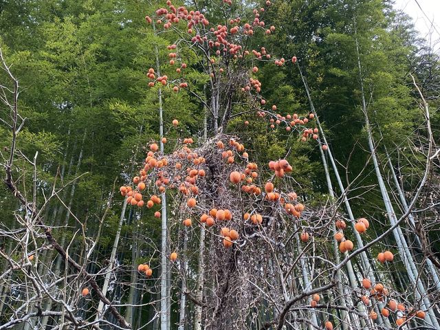 �~�n���ɂ���A�|�M�Ɗ`�̖�
�������ˁ[_�΂̒J����