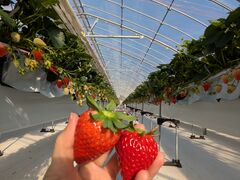 �A�O�������X�^�[�X�y�V�����̎ʐ^1