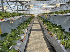 ���������̃x���[�^�E���̎ʐ^1