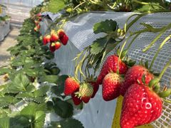 ���������̃x���[�^�E���̎ʐ^2